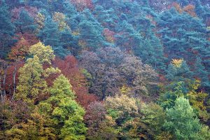 Herbstwald, © ballensilage.com